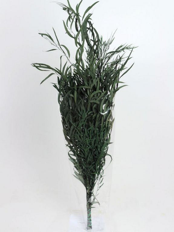 Eukalyptus Nicoly Green 75 cm