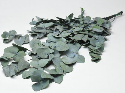 Eucalyptus cinerea Green 65cm