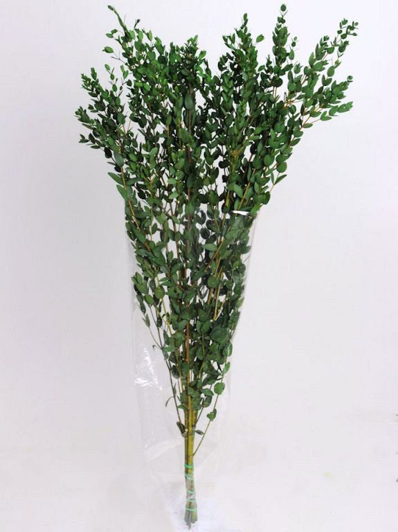 Eucalyptus Parvifolia Green 65cm