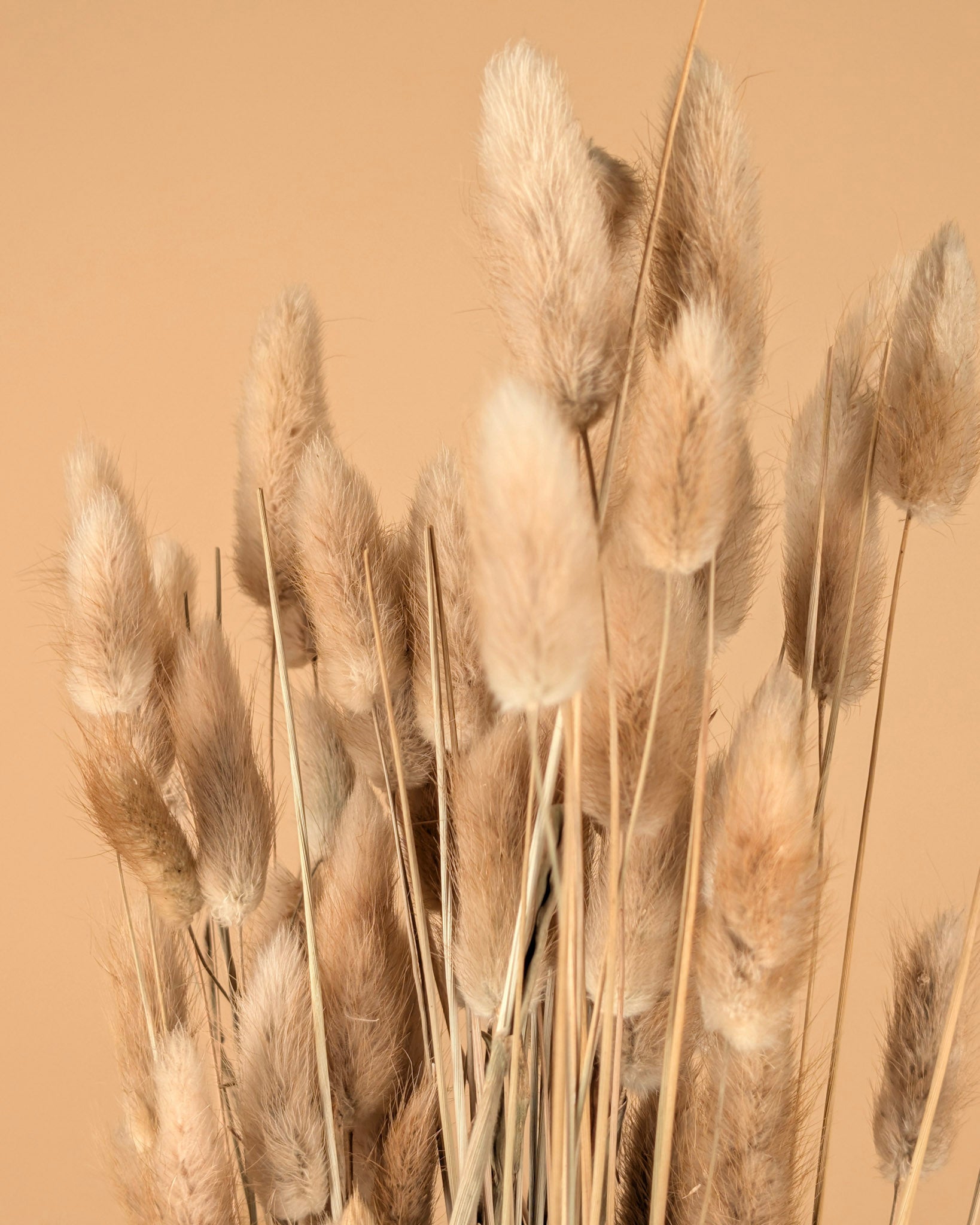 Gedroogde lagurus ovatus – naturel toef