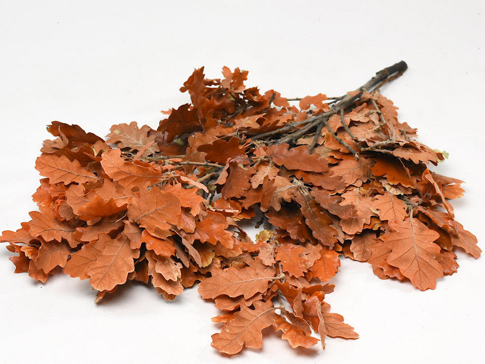 OAK LEAF ORANGE 50-60CM