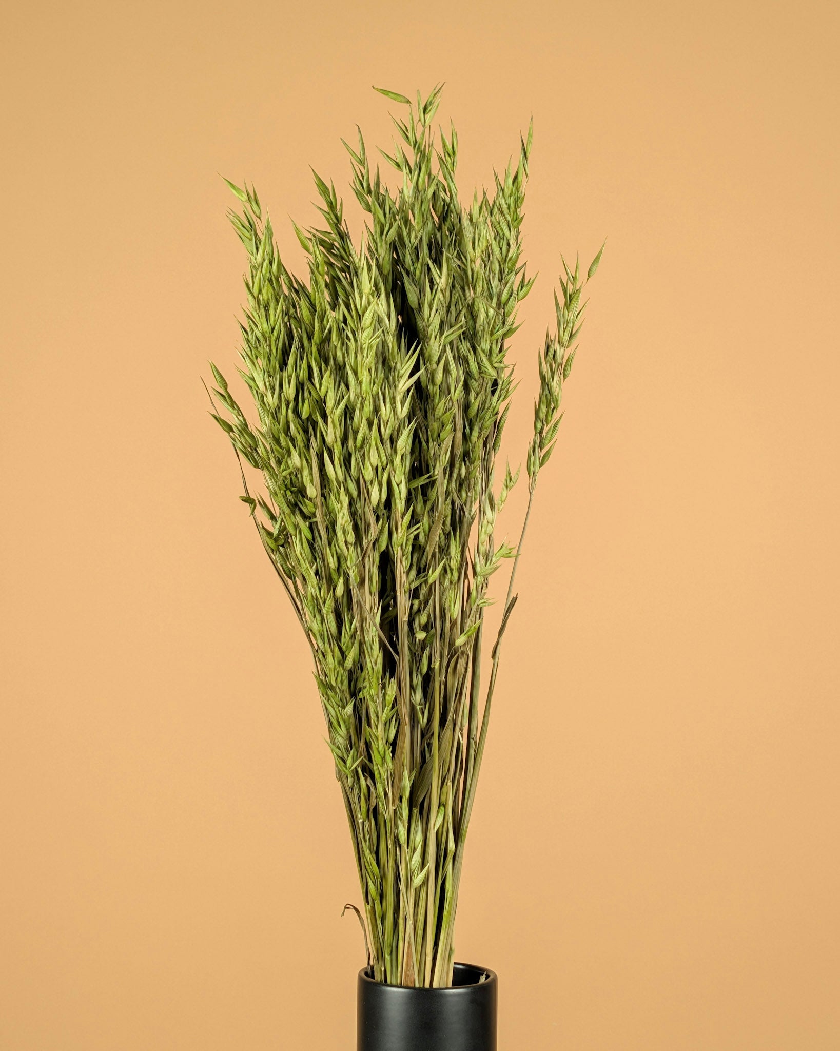 Getrockneter Hafer (Avena) farbig grün