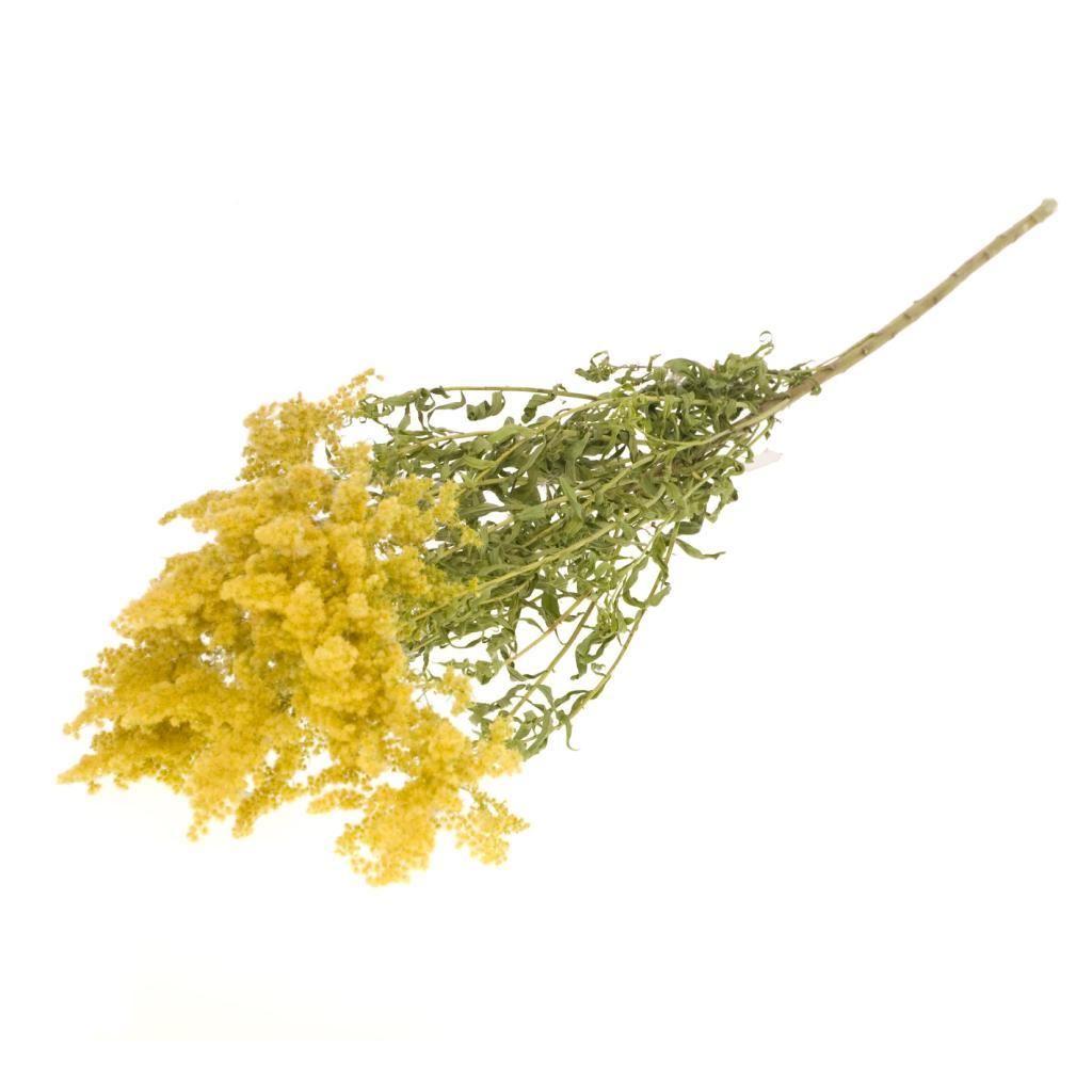Gedroogde solidago – naturel geel
