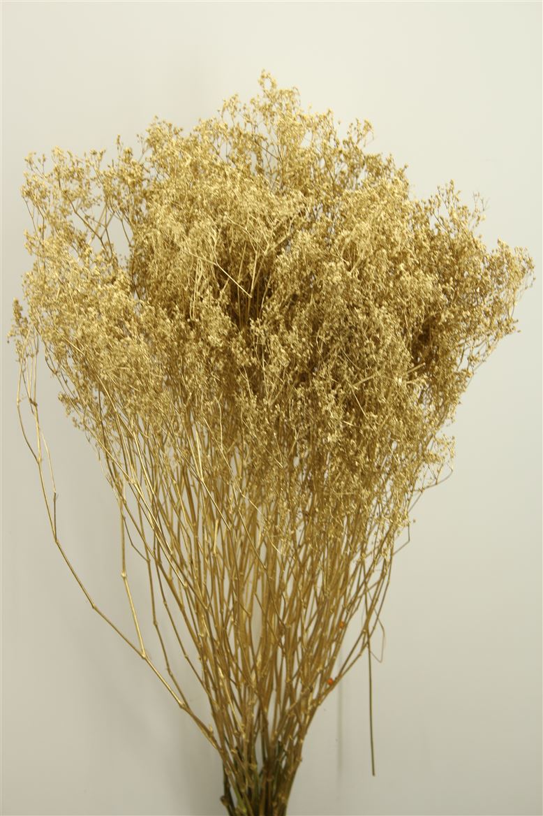 Gypsophila Gold (gemalt)