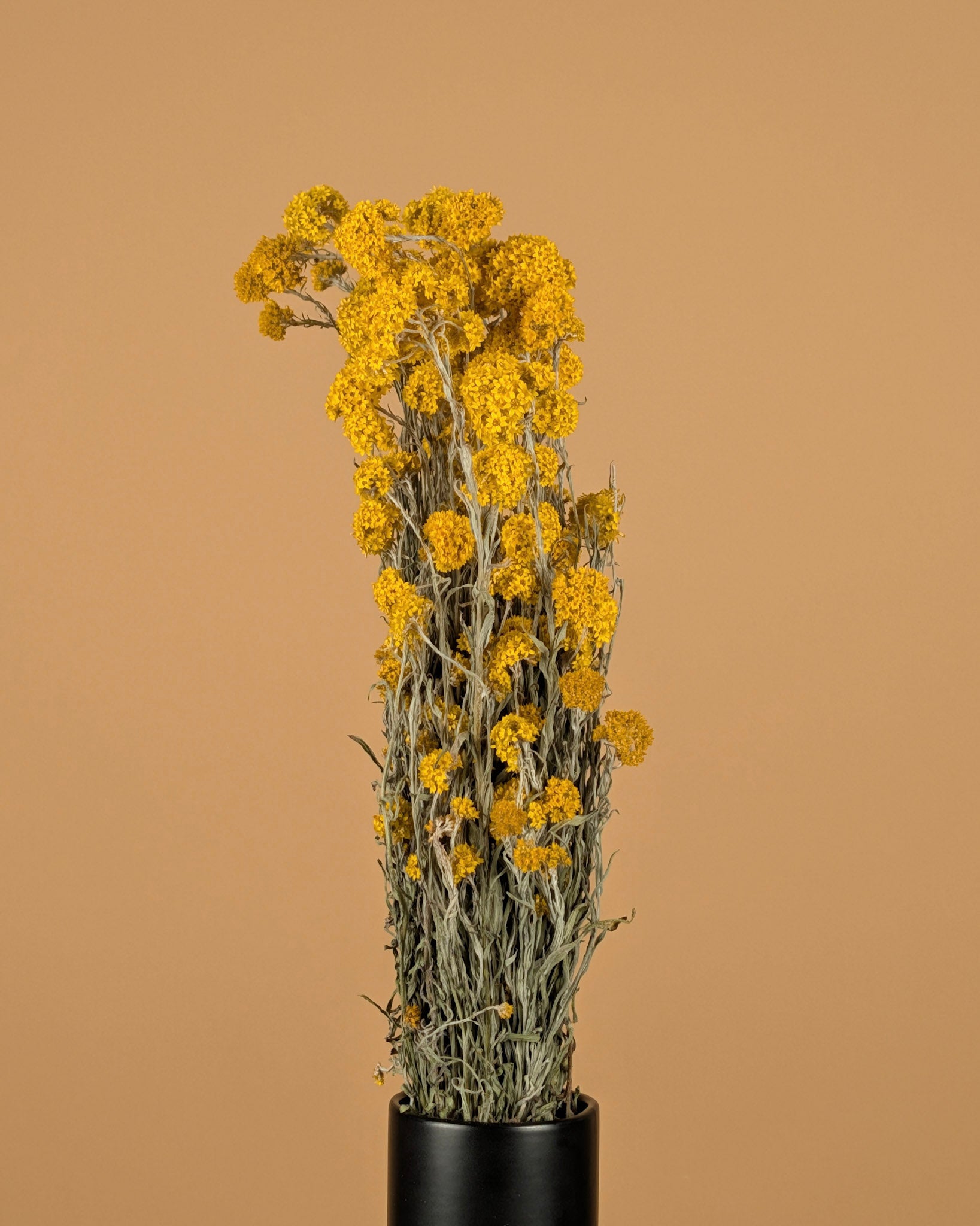 Gedroogde sanfordii – geel