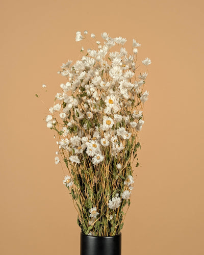 Dried Rhodanthe White