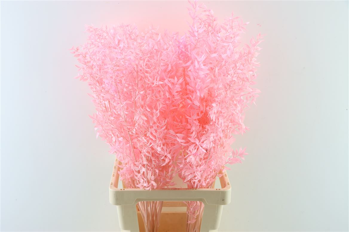 Russcus Light Pink Preached