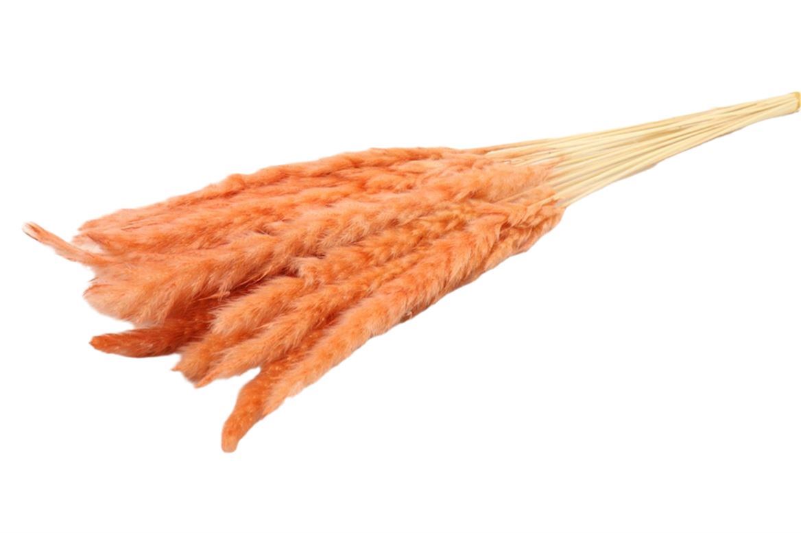 Fluffy pampas (miscanthus) plume peach pink