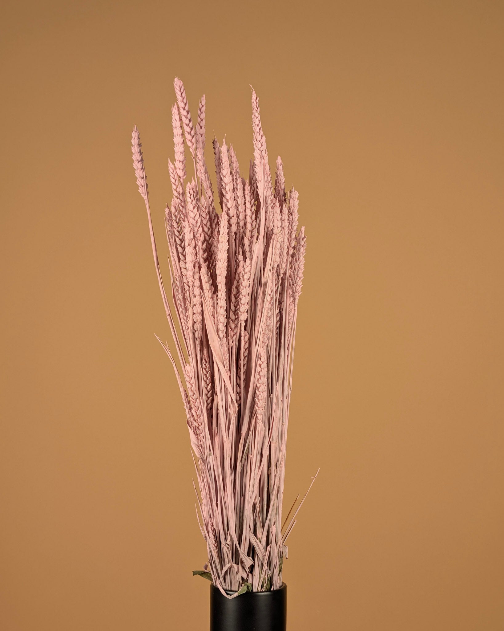 Blé séché rose brumeux (triticum)