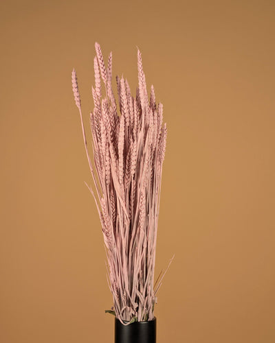 Blé séché rose brumeux (triticum)