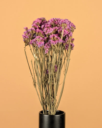 Statistique séchée Lila