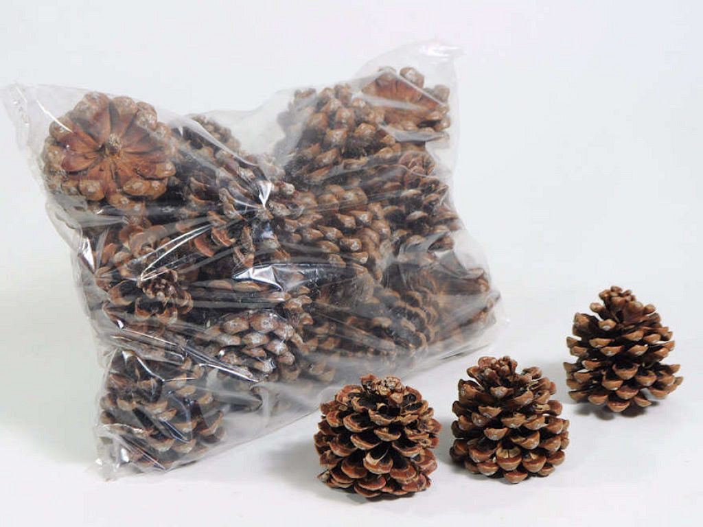 Pinus Pinea Pine Cones 25 pièces