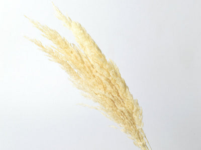 Pampas 70 cm bleached 10st.