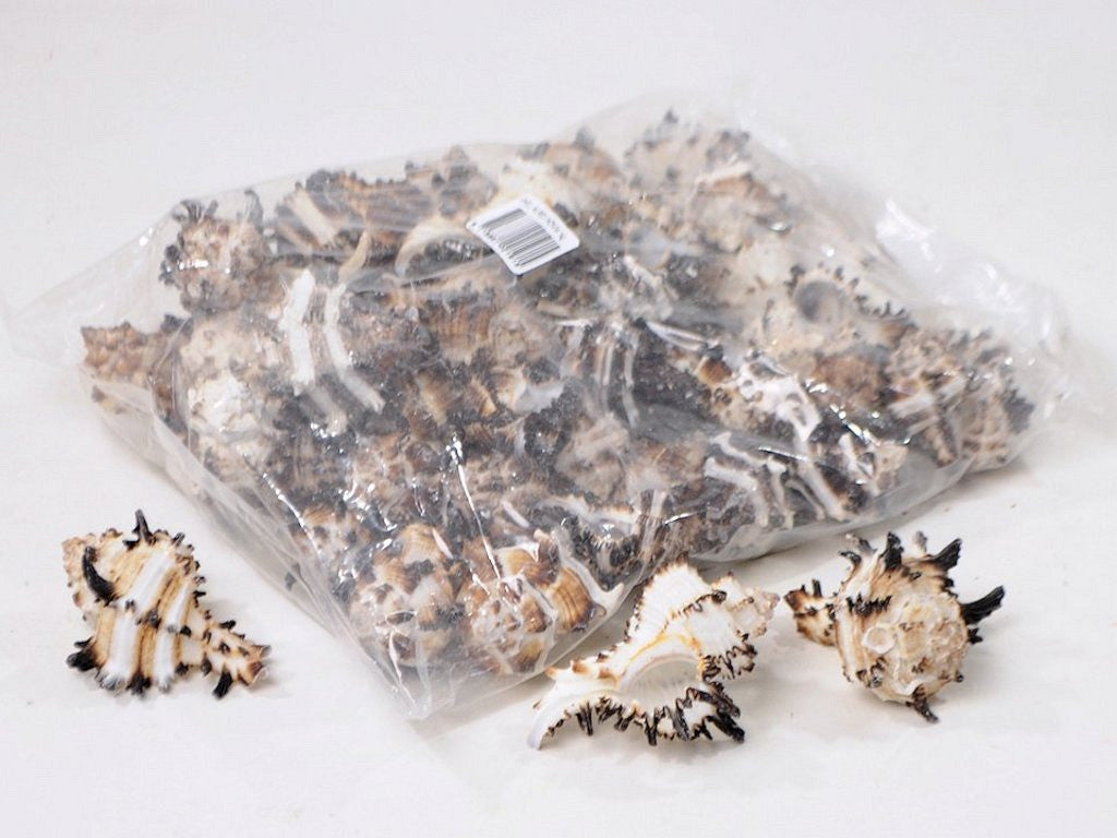 Coquilles Murex Indivia 1kg
