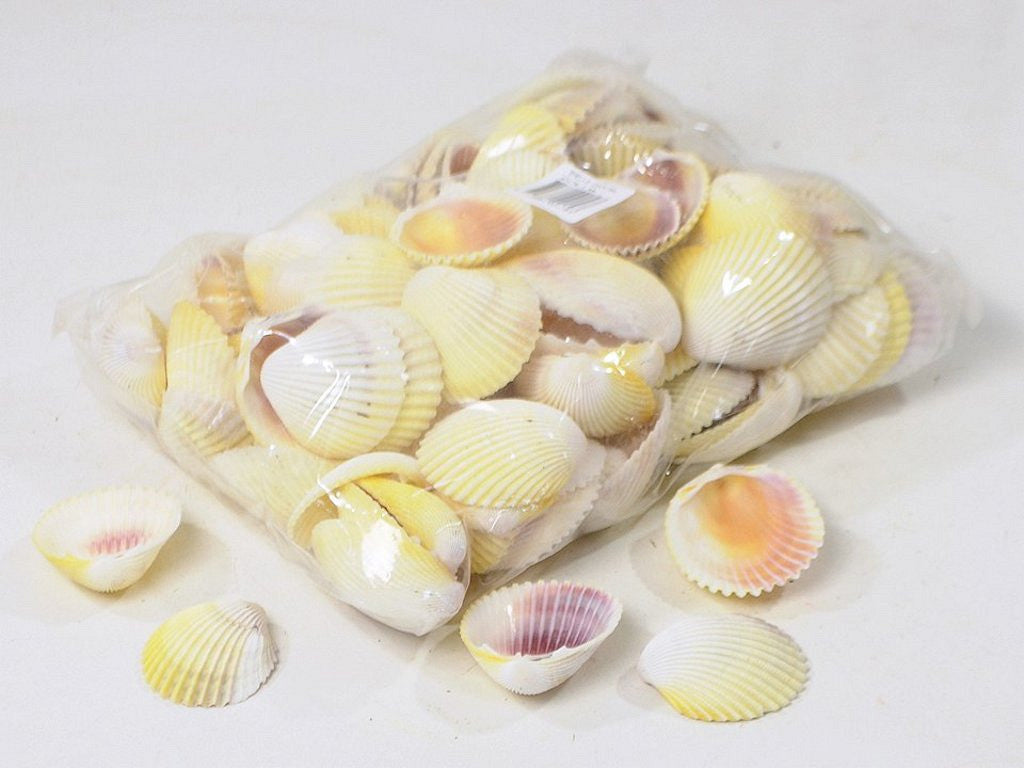 Coquilles de coquilles blanches 1 kg