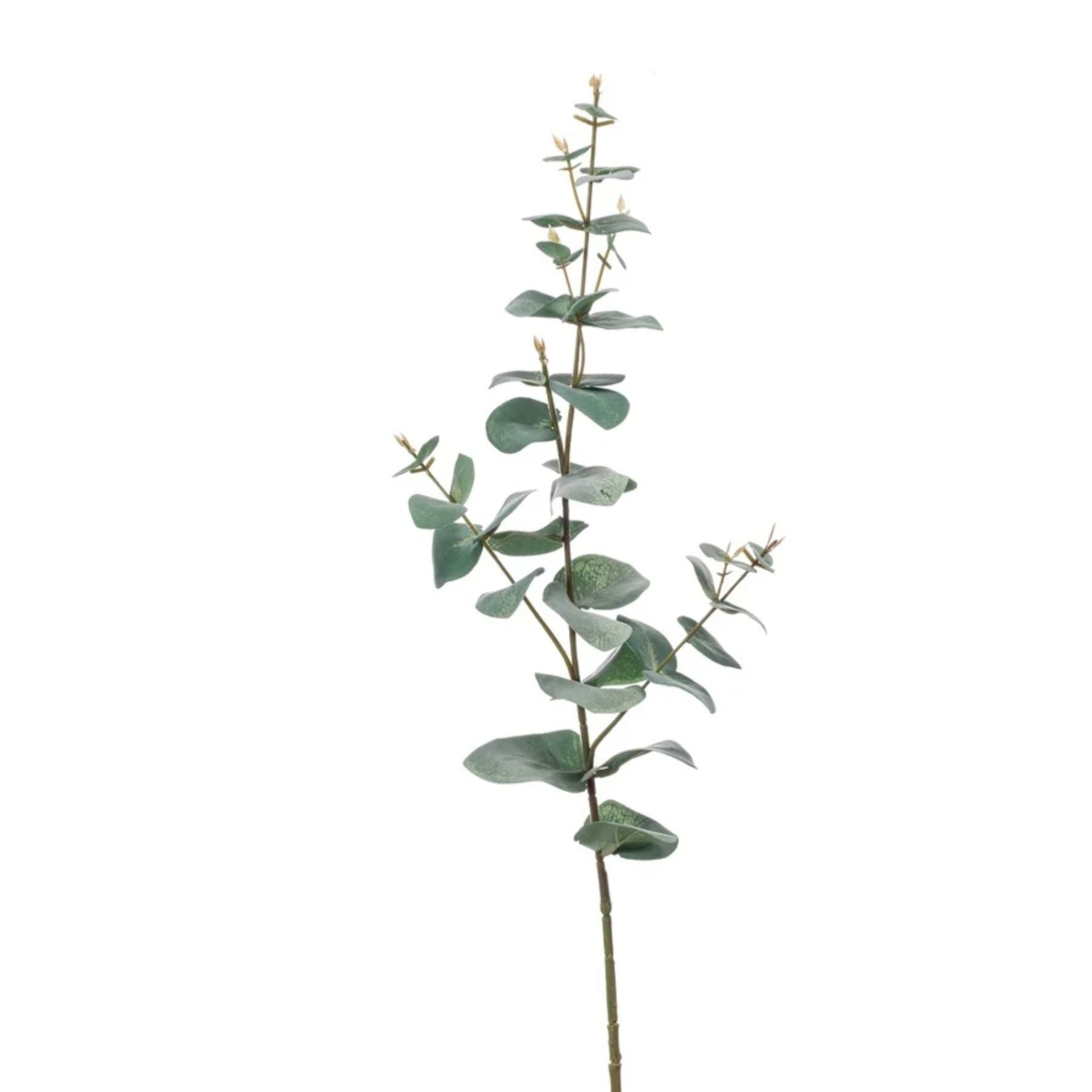 Eucalyptus soyeux – Vert / Gris (75 cm)