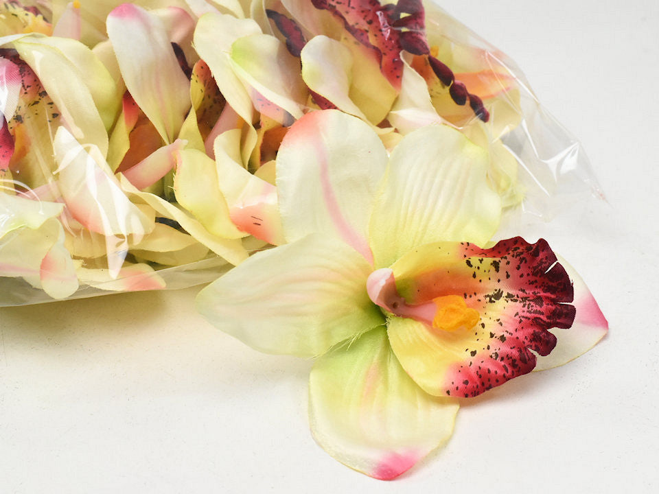 Orchid yellow/cream D13cm