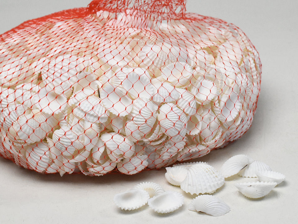 Coquilles de chippi blanc petit 1 kg