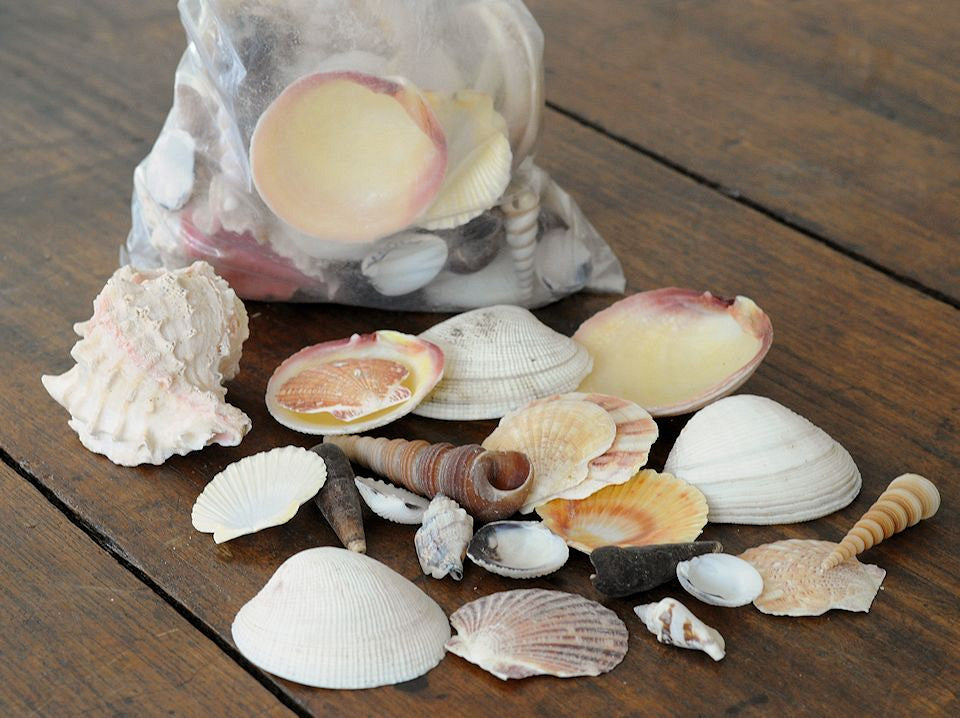 Mélange de coquilles 1 kg