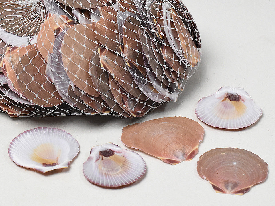 Coquilles amusium japonicum 1 kg