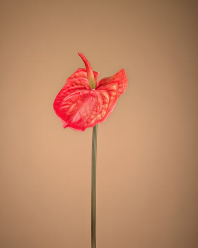 Anthurium en soie – Orange (65 cm)