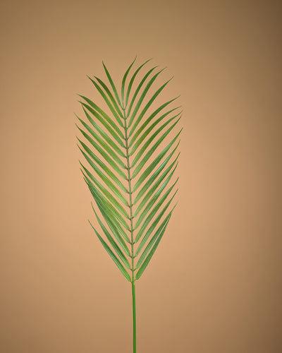 Chamaedorea soyeux – Vert (75 cm)