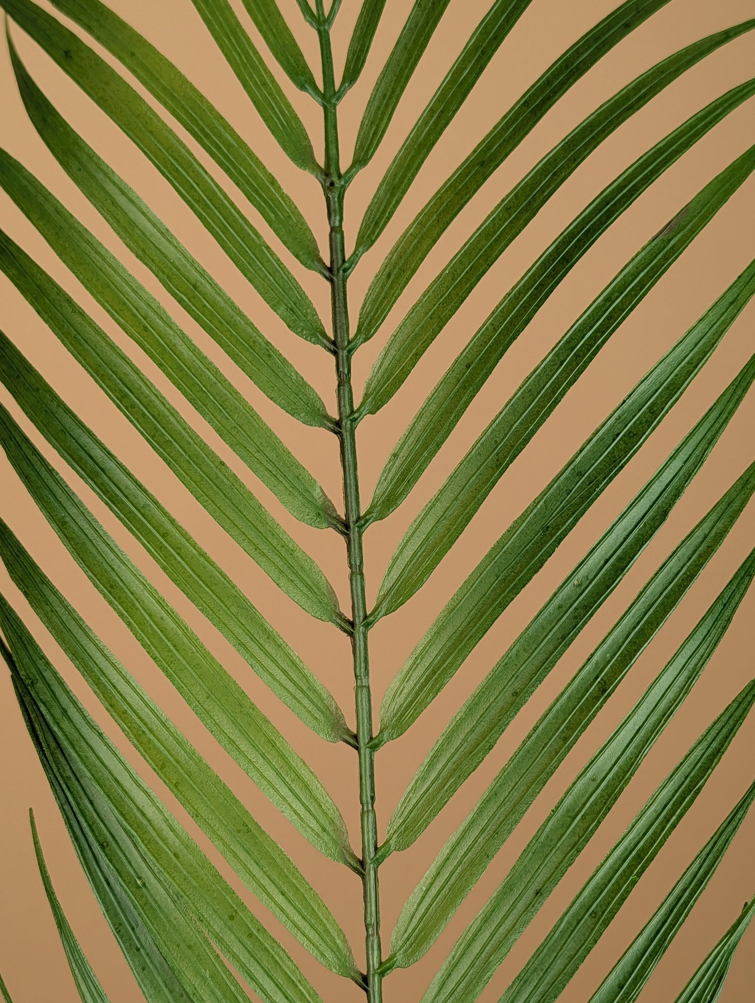 Zijde Chamaedorea – Groen (75 cm)