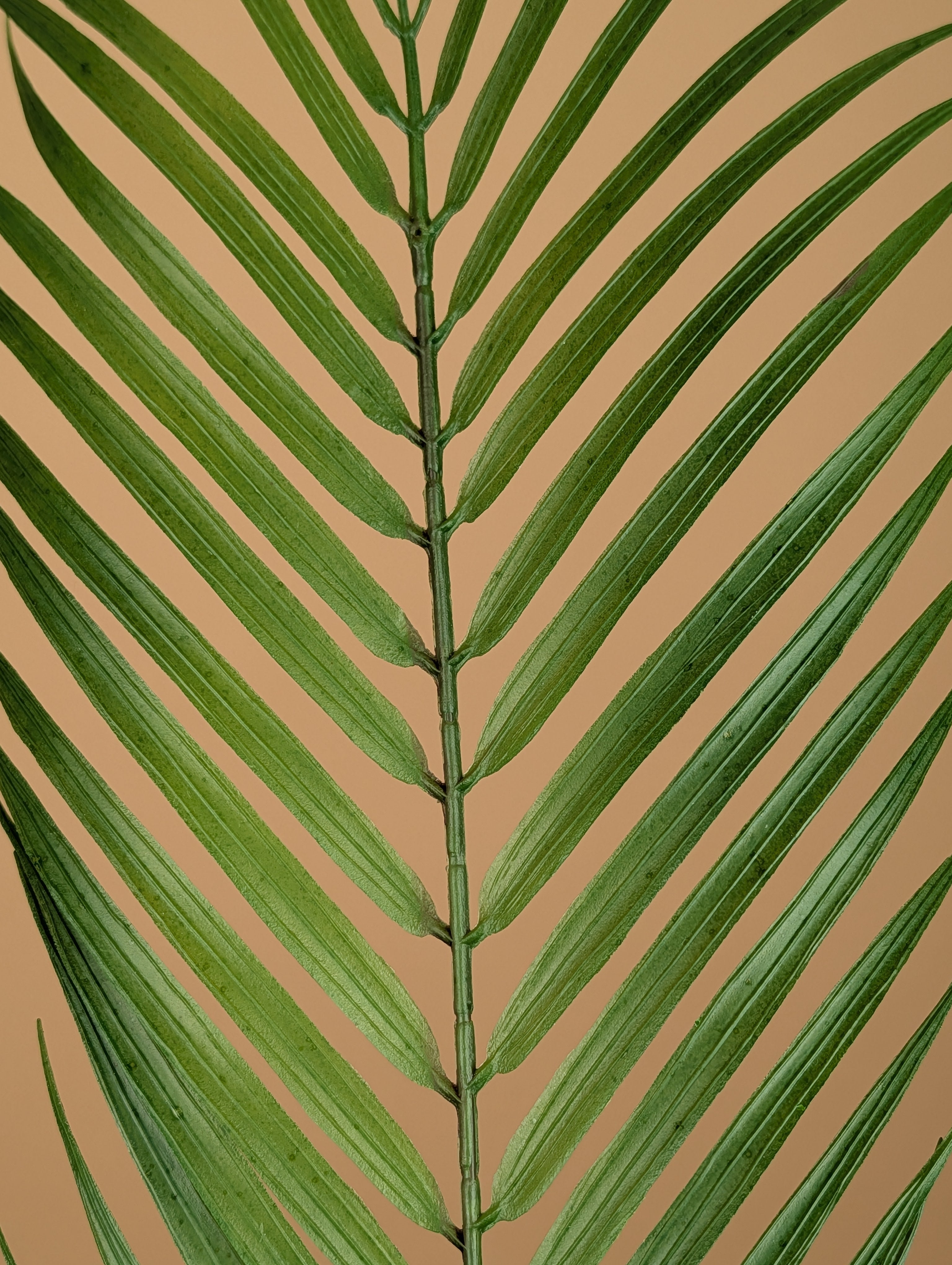 Chamaedorea soyeux – Vert (75 cm)