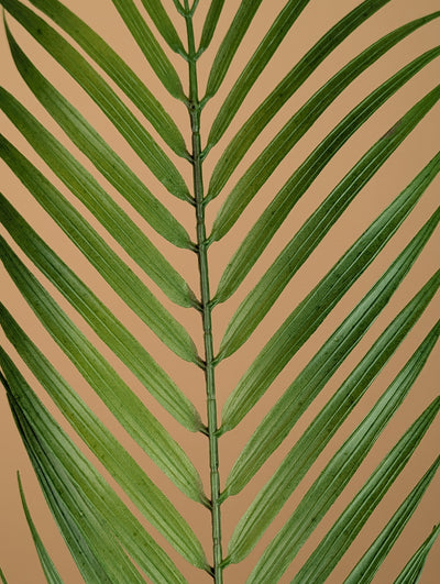 Chamaedorea soyeux – Vert (75 cm)