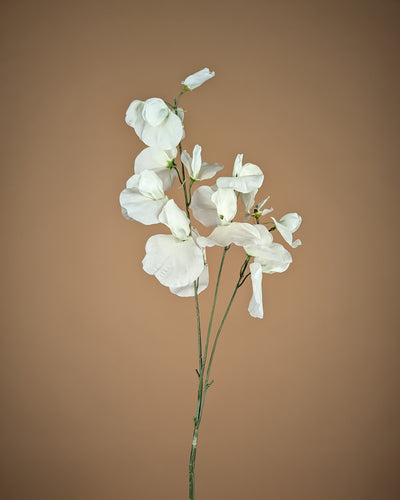 Lathyrus en soie – Crème (75 cm)