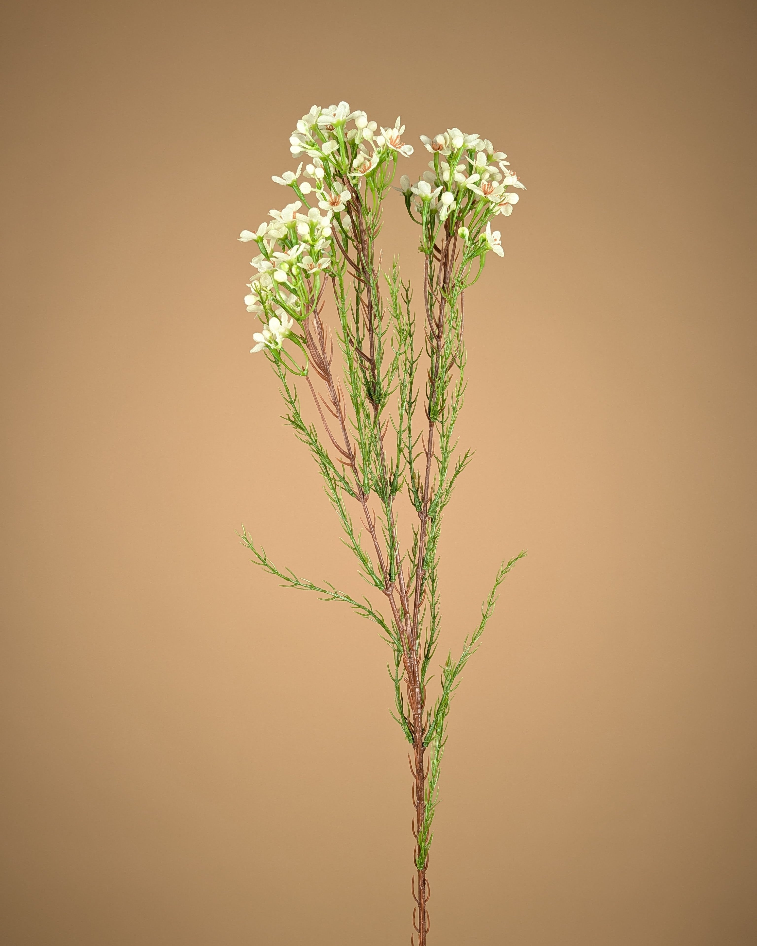 Zijde Waxflower – Ivoor (78 cm)