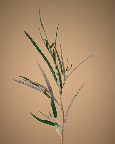 Grevillea soyeux – Vert (85 cm)