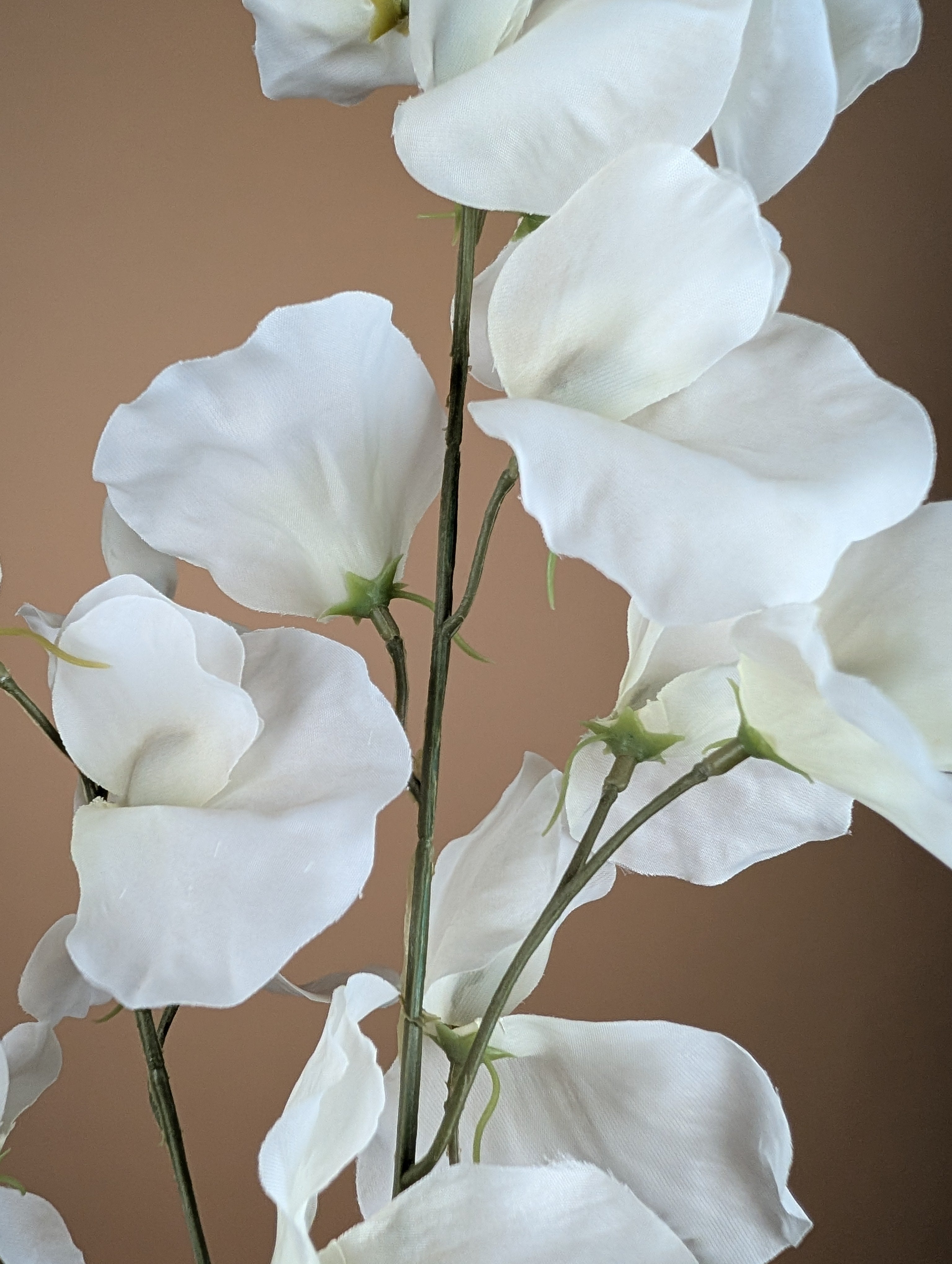 Lathyrus en soie – Ivoire (75 cm)
