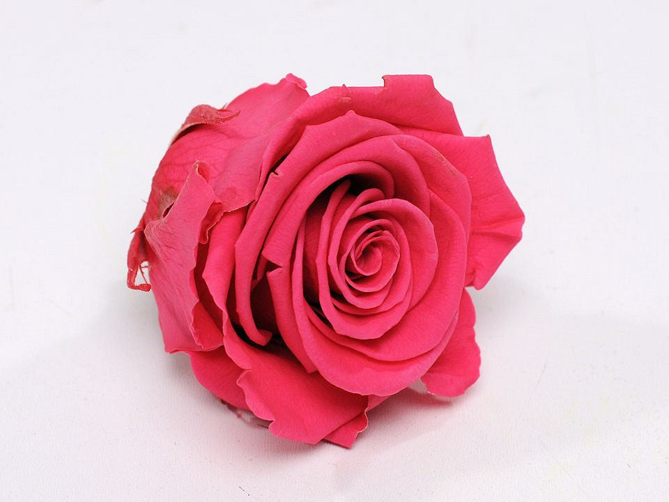 Tête de rose 5 cm rose foncé