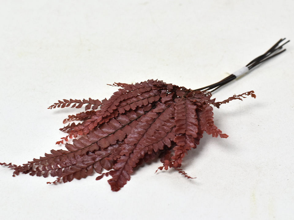 Lint de fougère rouge 15-20 cm