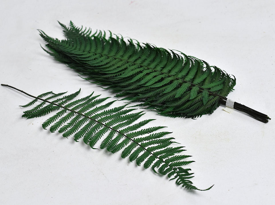 Varen Parchment Fern 40cm 10-Pack