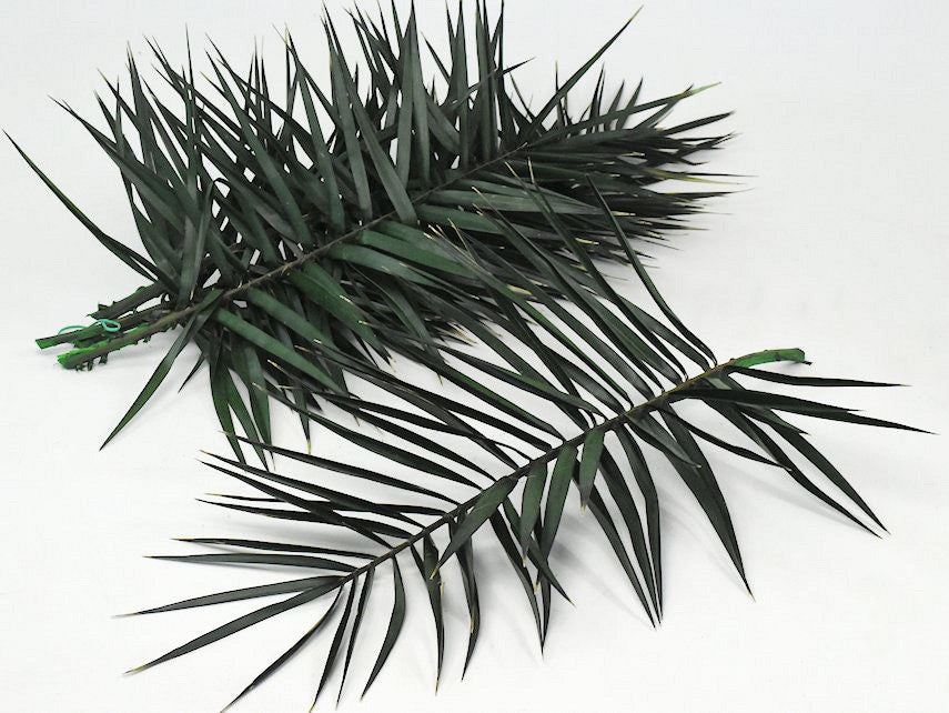 Blad van de Phoenix Palm 60cm