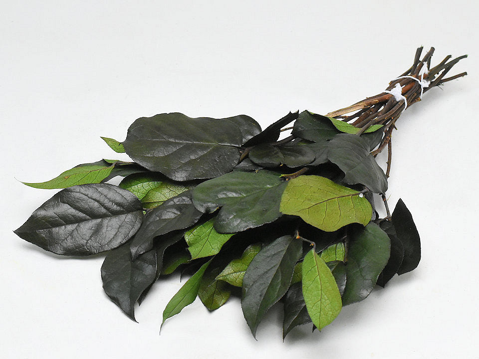 Salal Green L45CM