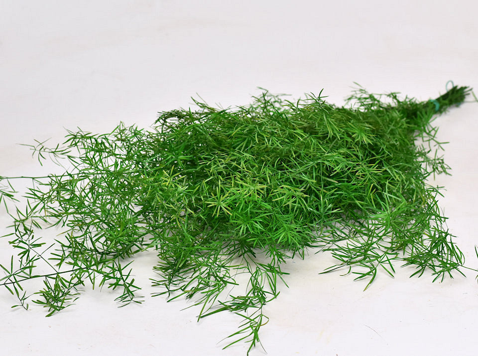 Asparagus Fern H80cm