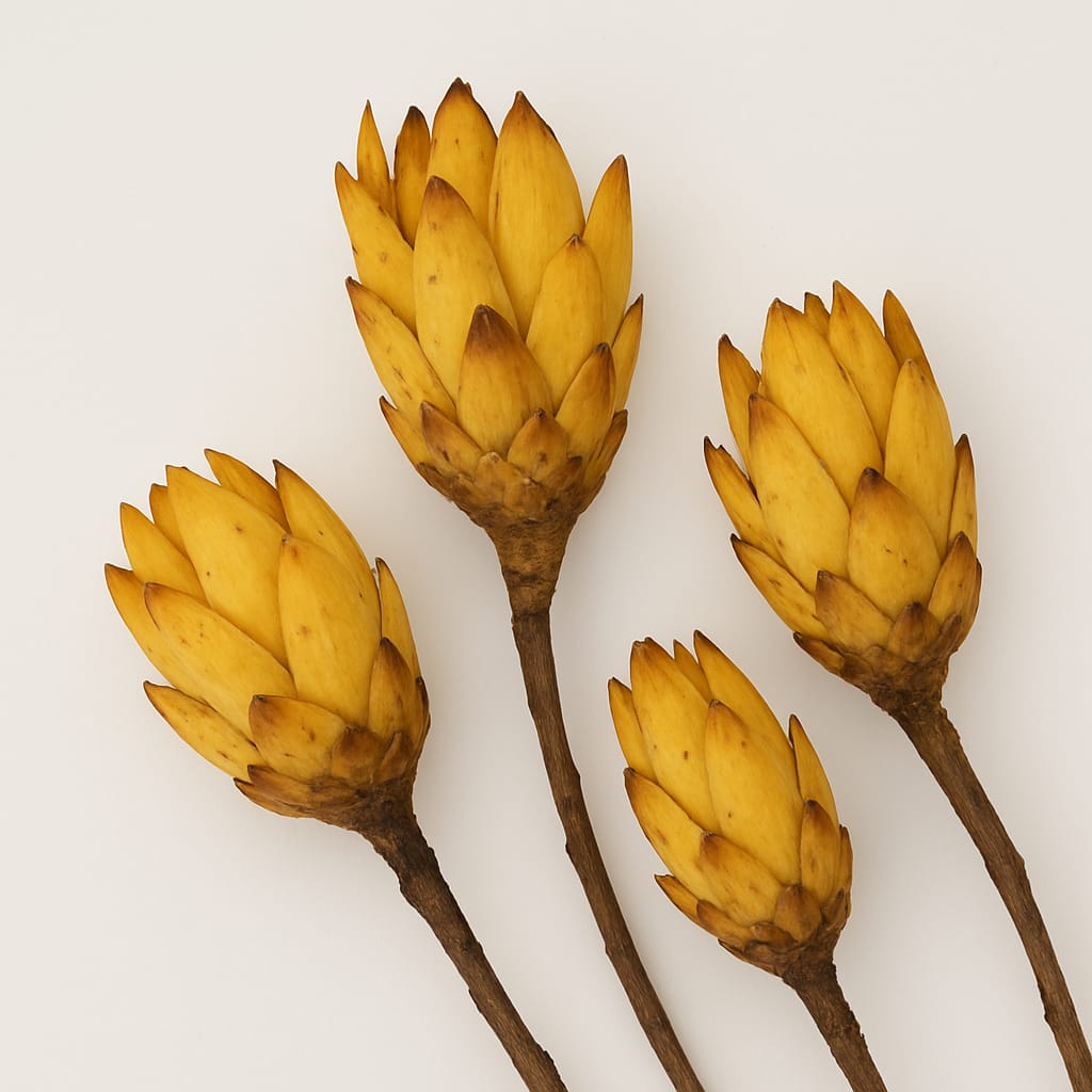 Protea rouge séché par pièce