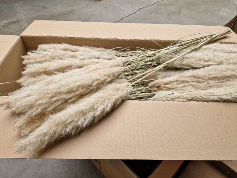 Pampas grass 110 cm