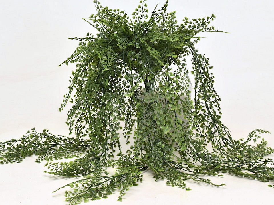 Adiantum 195 LVS 85 cm