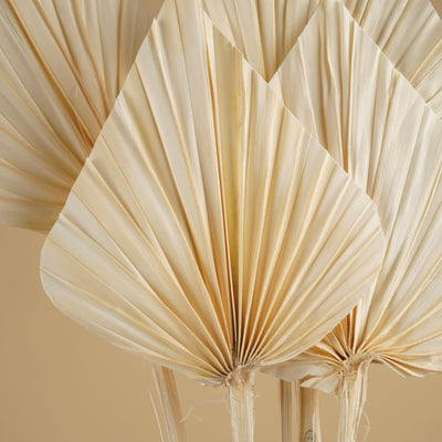 Palm Spear blanchied