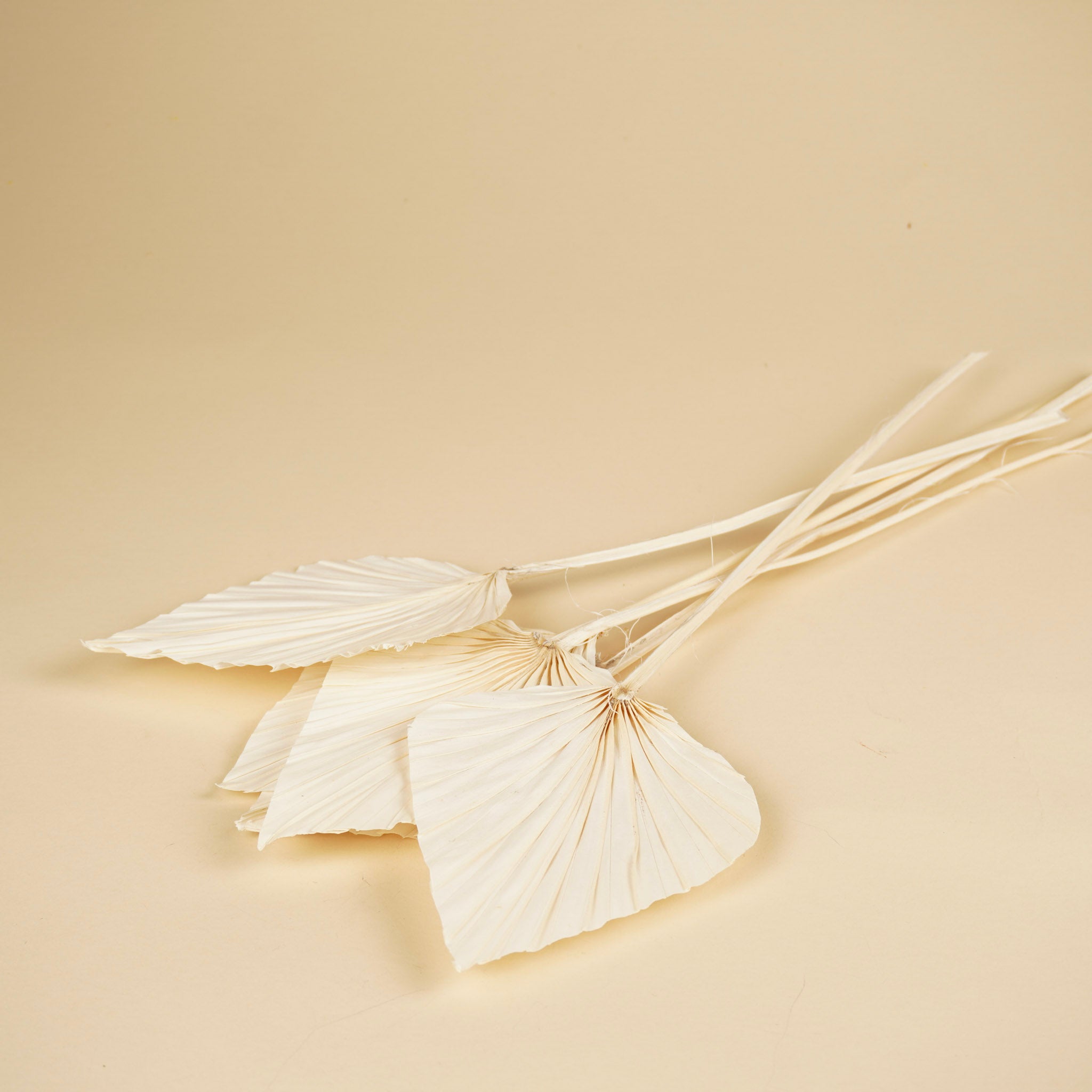 Palm Spear bleichte