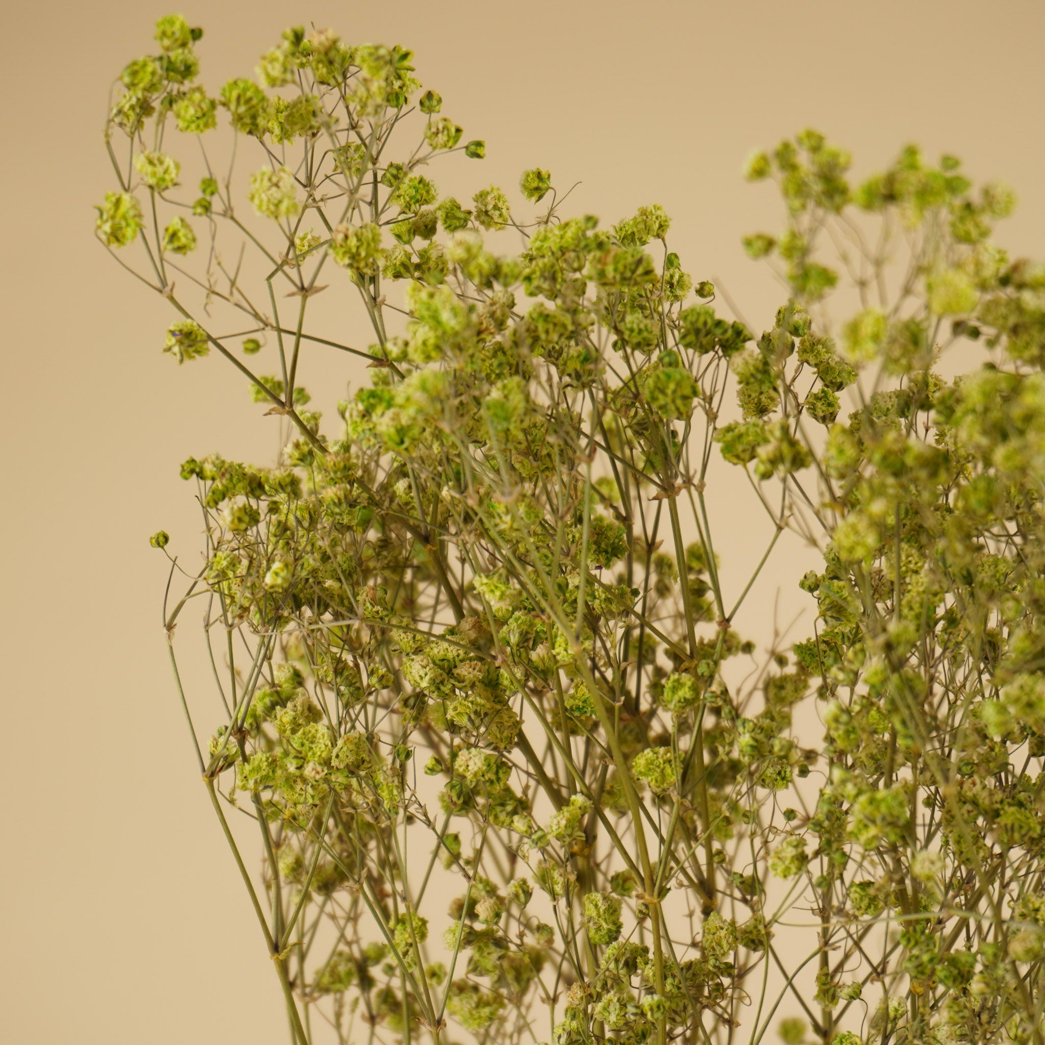 Gypsophile séché au vert (gypse)