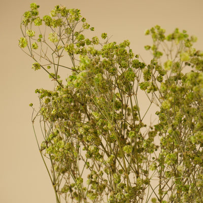 Gypsophile séché au vert (gypse)