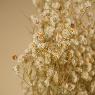 GIPSPRAID (Gypsophilia) White natural dried