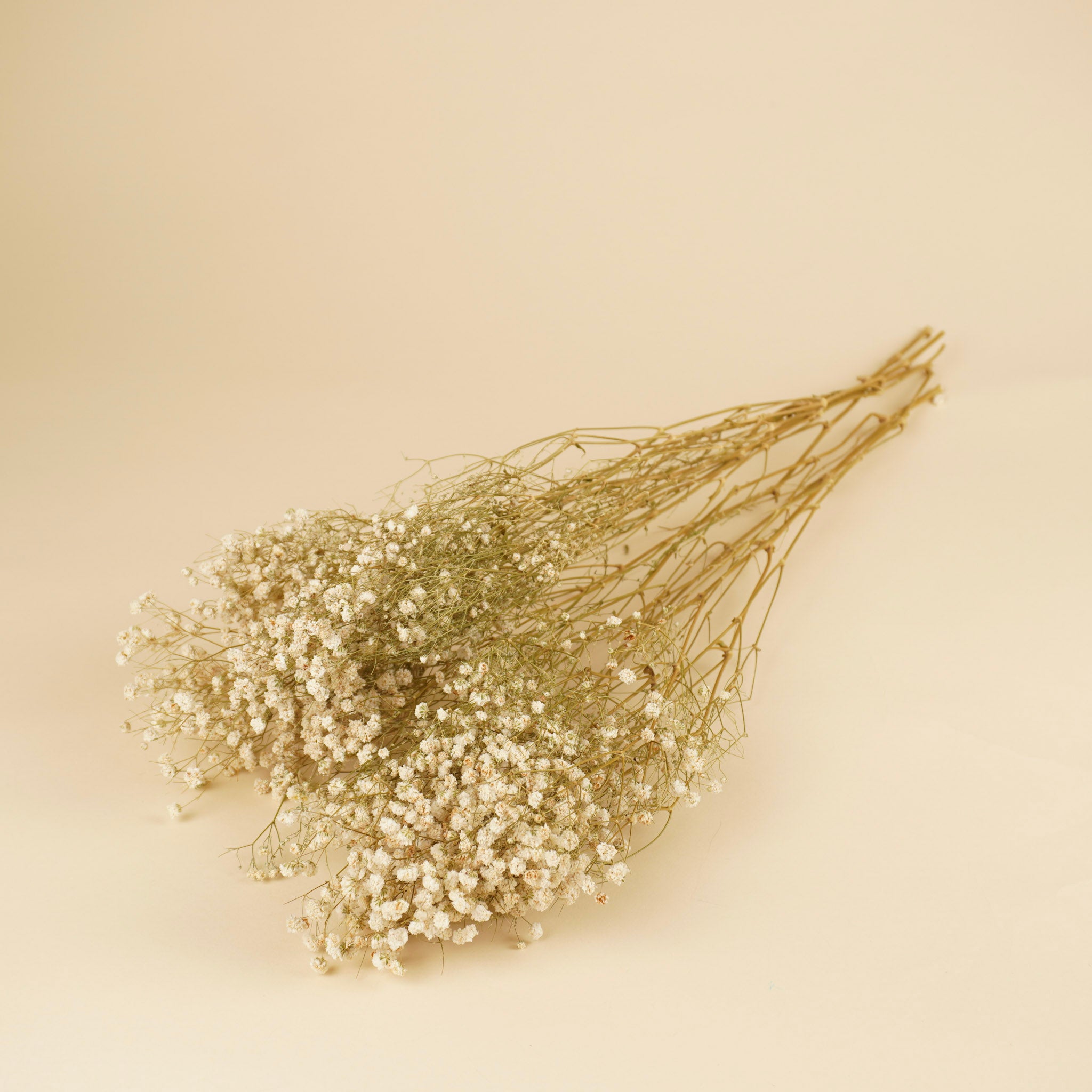 GIPSPRAID (Gypsophilia) White natural dried