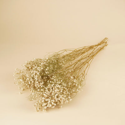 GIPSPRAID (Gypsophilia) White natural dried