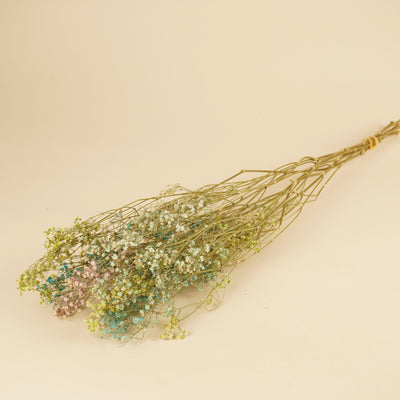 Gypsophila séché Rainbow (GIPSPRAID) - Diverses couleurs